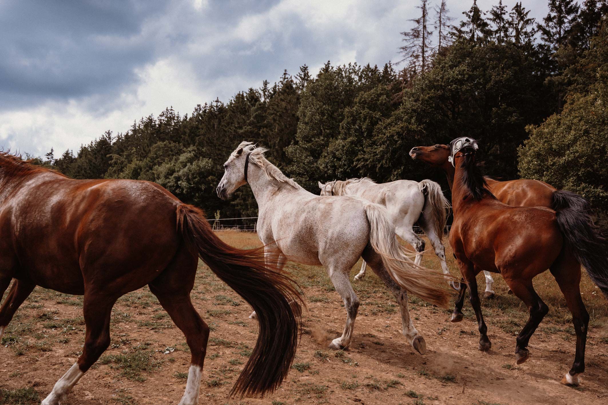Pferderanch